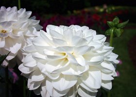 DSCI0012b copy  Unknown